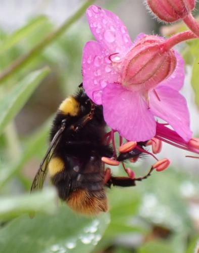 Bombus sp.